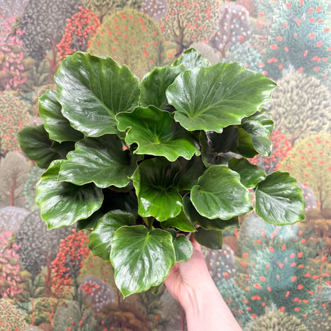 Philodendron ‘Grizzly’ - Sprouts of Bristol