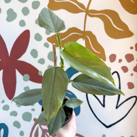 philodendron silver queen Philodendron hastatum 'Silver Queen' – Sprouts of Bristol