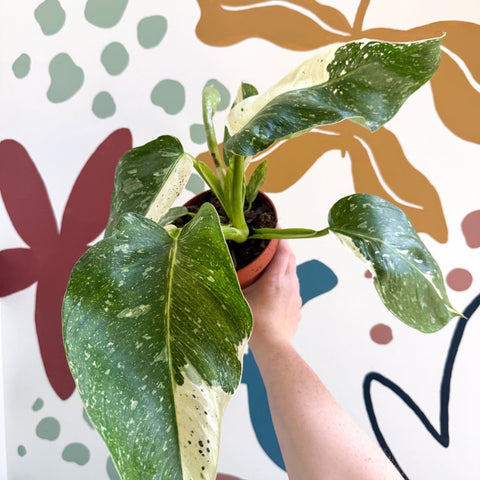 Philodendron ‘Jose Buono’ – Variegated Giant Leaf Philodendron - Sprouts of Bristol