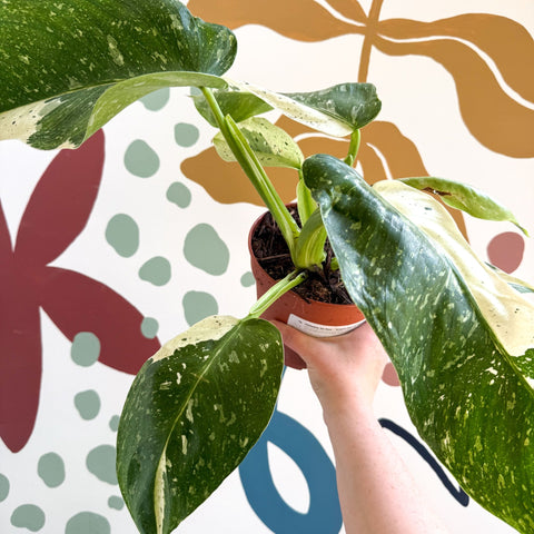 Philodendron ‘Jose Buono’ – Variegated Giant Leaf Philodendron - Sprouts of Bristol