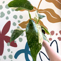 Philodendron ‘Jose Buono’ – Variegated Giant Leaf Philodendron - Sprouts of Bristol