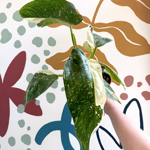 Philodendron ‘Jose Buono’ – Variegated Giant Leaf Philodendron - Sprouts of Bristol