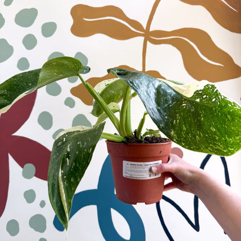 Philodendron ‘Jose Buono’ – Variegated Giant Leaf Philodendron - Sprouts of Bristol