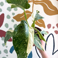 Philodendron ‘Jose Buono’ – Variegated Giant Leaf Philodendron - Sprouts of Bristol