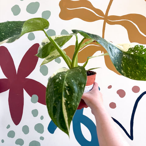 Philodendron ‘Jose Buono’ – Variegated Giant Leaf Philodendron - Sprouts of Bristol