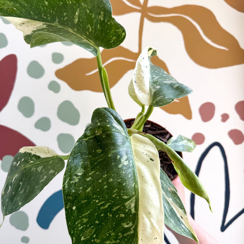 Philodendron ‘Jose Buono’ – Variegated Giant Leaf Philodendron - Sprouts of Bristol