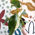 Philodendron ‘Jose Buono’ – Variegated Giant Leaf Philodendron - Sprouts of Bristol