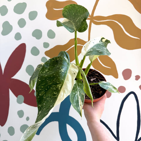 Philodendron ‘Jose Buono’ – Variegated Giant Leaf Philodendron - Sprouts of Bristol