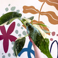 Philodendron ‘Jose Buono’ – Variegated Giant Leaf Philodendron - Sprouts of Bristol