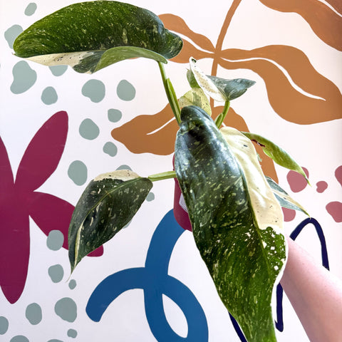 philodendron jose buono uk Philodendron 'Jose Buono' – Variegated Giant Leaf Philodendron – Sprouts of Bristol