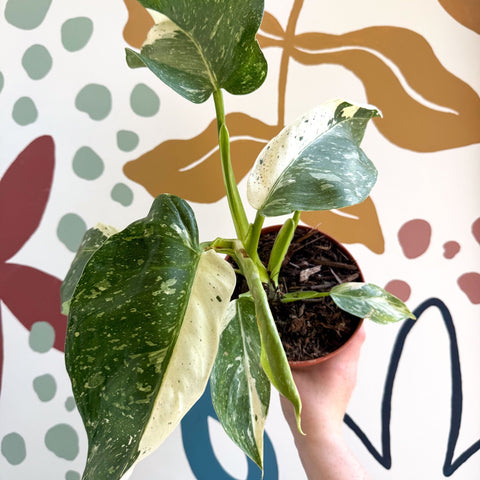 Philodendron ‘Jose Buono’ – Variegated Giant Leaf Philodendron - Sprouts of Bristol