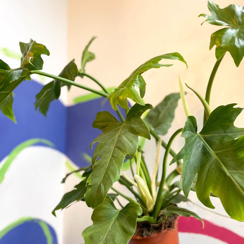 philodendron lacerum care Philodendron lacerum – Sprouts of Bristol