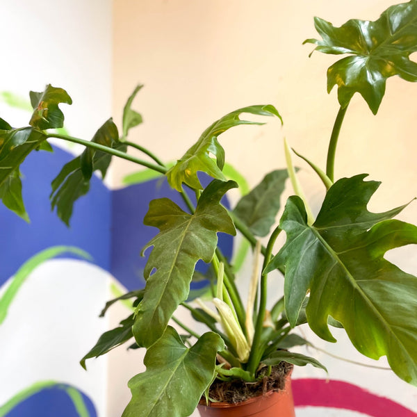 philodendron lacerum Philodendron lacerum – Sprouts of Bristol