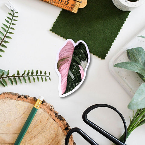 Philodendron ‘Pink Princess’ Tropical Houseplant Vinyl Sticker [Beneath the Canopy RHS Collab] - Sprouts of Bristol