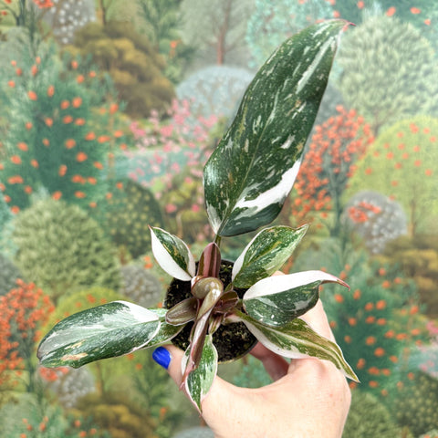 philodendron sprouting Philodendron 'Red Anderson' – Sprouts of Bristol