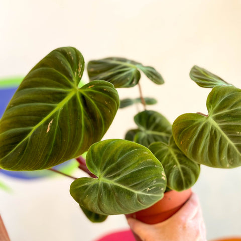 philodendron luxurians choco Philodendron rubrijuvenile 'El Choco Red ' – Sprouts of Bristol