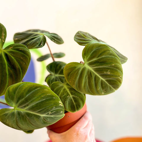buy philodendron online europe Philodendron rubrijuvenile 'El Choco Red ' – Sprouts of Bristol