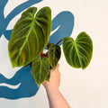 Philodendron rubrijuvenile 'El Choco Red ' - Sprouts of Bristol