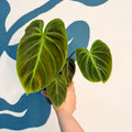 Philodendron rubrijuvenile 'El Choco Red ' - Sprouts of Bristol
