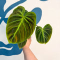 Philodendron rubrijuvenile 'El Choco Red ' - Sprouts of Bristol