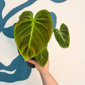 Philodendron rubrijuvenile 'El Choco Red ' - Sprouts of Bristol