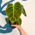 Philodendron rubrijuvenile 'El Choco Red ' - Sprouts of Bristol