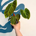 Philodendron rubrijuvenile 'El Choco Red ' - Sprouts of Bristol