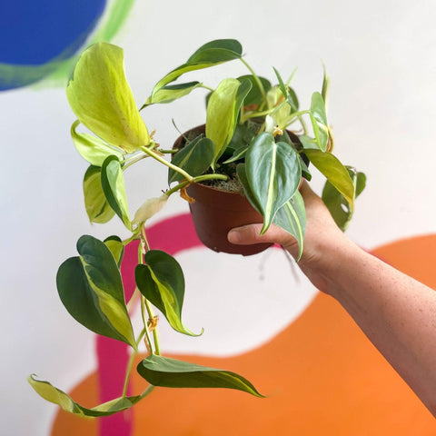 buy philodendron scandens uk Philodendron scandens 'Brasil' – Sprouts of Bristol