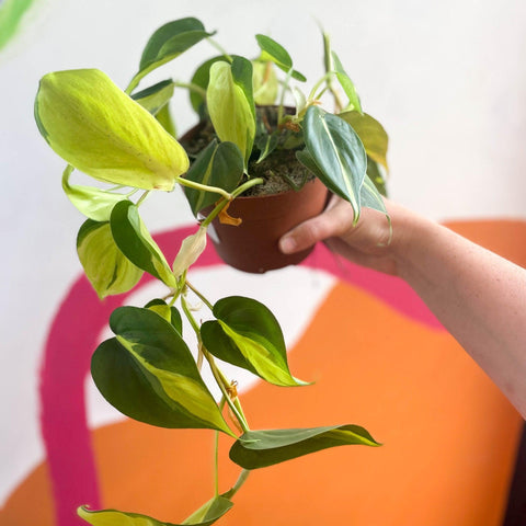 Philodendron scandens 'Brasil' - Sprouts of Bristol