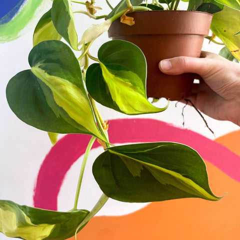 Philodendron scandens 'Brasil' - Sprouts of Bristol