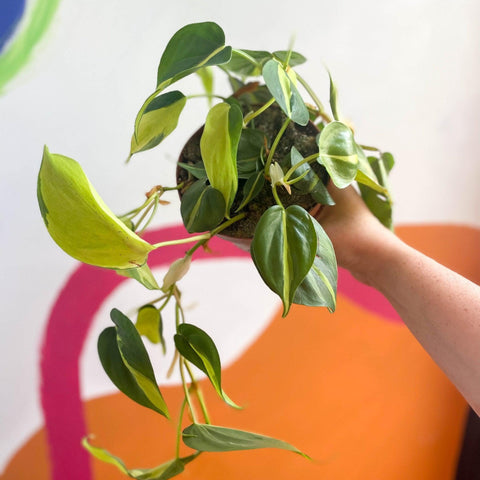 Philodendron scandens 'Brasil' - Sprouts of Bristol