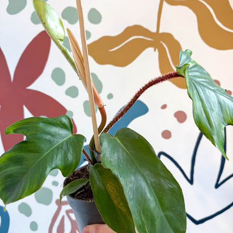 philodendron squamiferum uk Philodendron squamiferum – Sprouts of Bristol