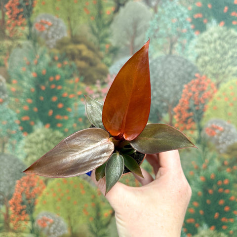 philodendron blüte Philodendron 'Sun Red' – Sprouts of Bristol