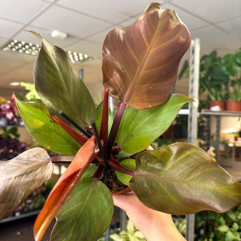 philodendron need sunlight Philodendron 'Sunlight' – Sprouts of Bristol