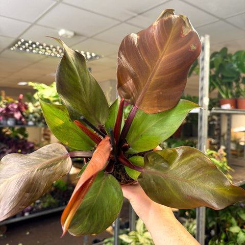 Philodendron ‘Sunlight’ - Sprouts of Bristol