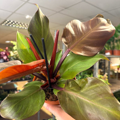 Philodendron ‘Sunlight’ - Sprouts of Bristol