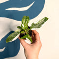 Philodendron 'White Princess' - Sprouts of Bristol