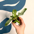 Philodendron 'White Princess' - Sprouts of Bristol