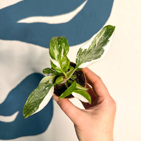 Philodendron 'White Princess' - Sprouts of Bristol