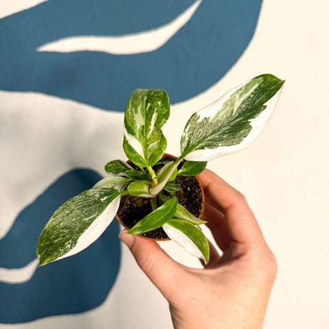 Philodendron 'White Princess' - Sprouts of Bristol