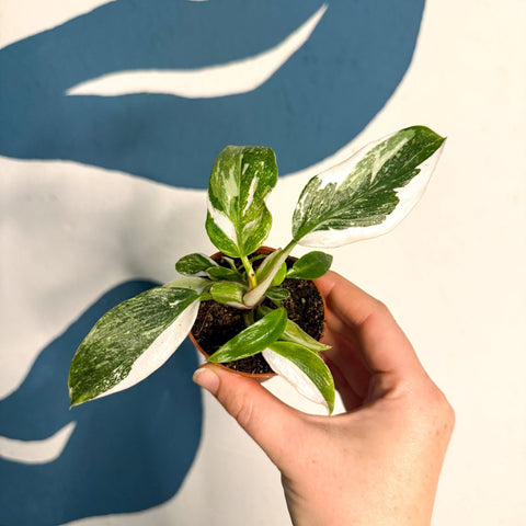 Philodendron 'White Princess' - Sprouts of Bristol