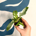 Philodendron 'White Princess' - Sprouts of Bristol