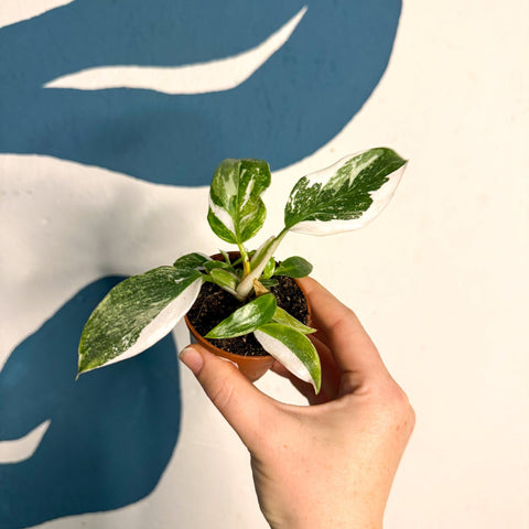 Philodendron 'White Princess' - Sprouts of Bristol