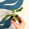 Philodendron 'White Princess' - Sprouts of Bristol