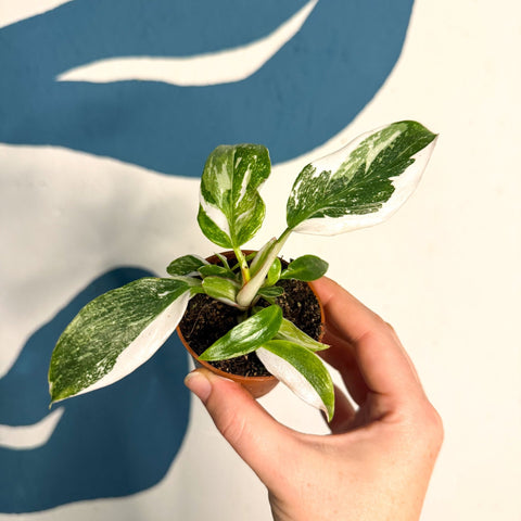 Philodendron 'White Princess' - Sprouts of Bristol