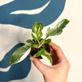Philodendron 'White Princess' - Sprouts of Bristol