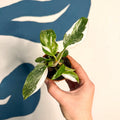 Philodendron 'White Princess' - Sprouts of Bristol
