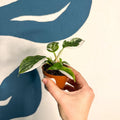 Philodendron 'White Princess' - Sprouts of Bristol