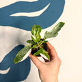 Philodendron 'White Princess' - Sprouts of Bristol