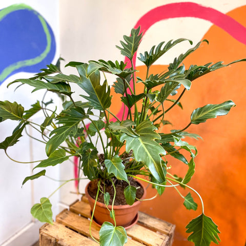 philodendron xanadu uk Philodendron xanadu – Sprouts of Bristol